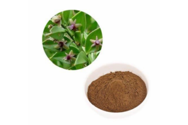 Butcher's Broom Extract.jpg